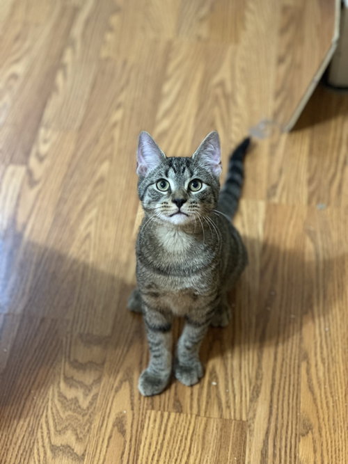 Ernie, a cat for adoption from Animal Coalition of Delaware County, Inc.