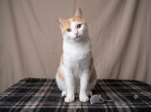 Alewife, a cat for adoption from Animal Coalition of Delaware County, Inc.