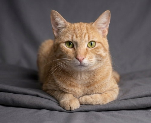 Shad, a cat for adoption from Animal Coalition of Delaware County, Inc.