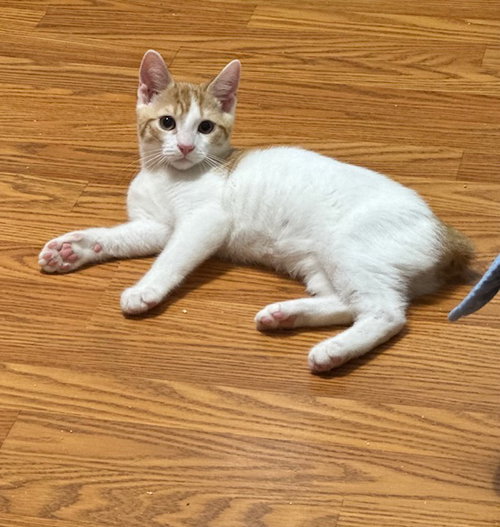 Monkey, a cat for adoption from Animal Coalition of Delaware County, Inc.