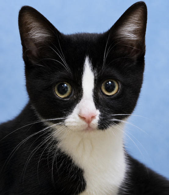 Pixel, Domestic Short Hair