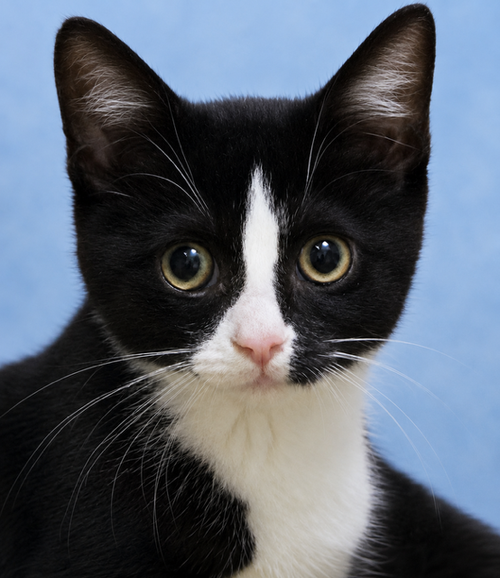 Pixel, a cat for adoption from Animal Coalition of Delaware County, Inc.