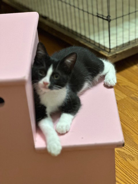 Photo 3 of Pixel