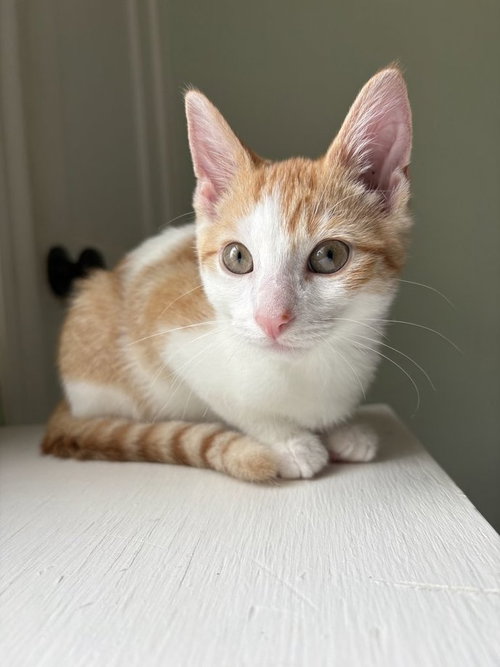 Peanut Butter, photo 2