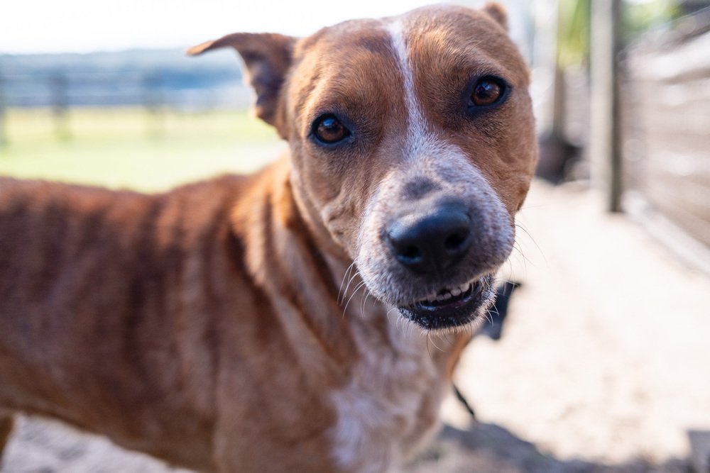 adoptable Dog in Oakland, FL named Teela