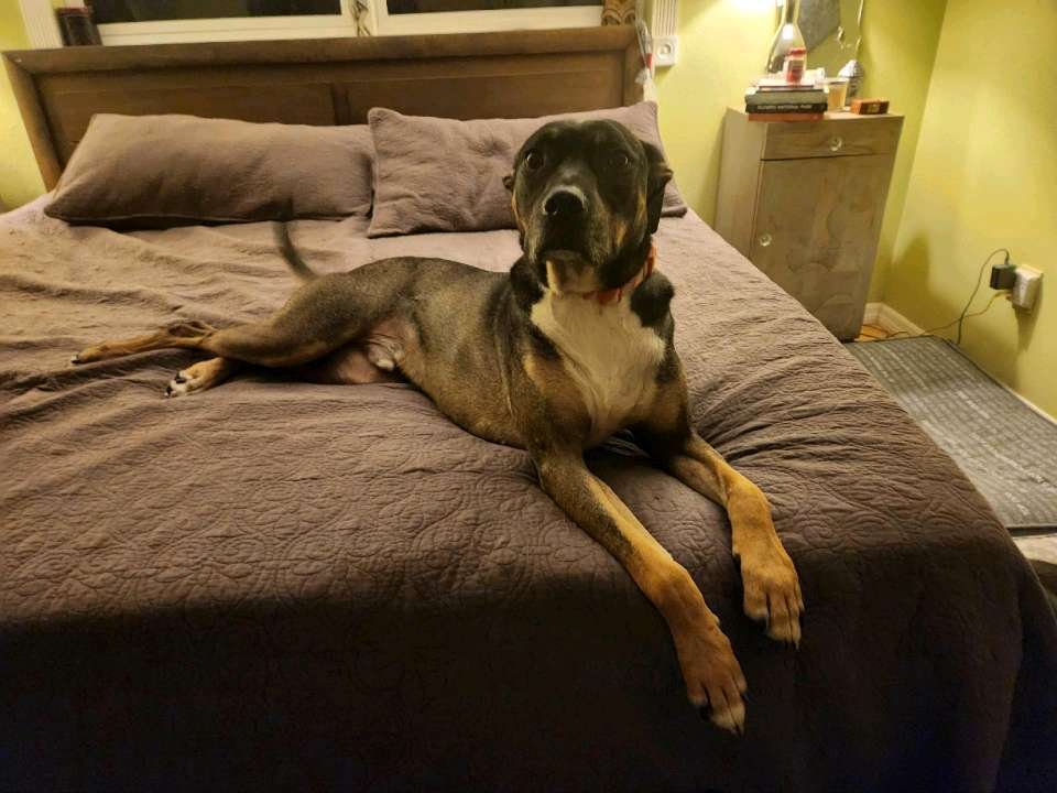 adoptable Dog in Oakland, FL named Scrabble