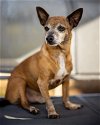 adoptable Dog in , FL named Bromeo
