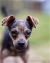 adoptable Dog in , FL named Brownie Batter