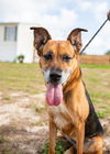 adoptable Dog in Oakland, FL named Peace Lily