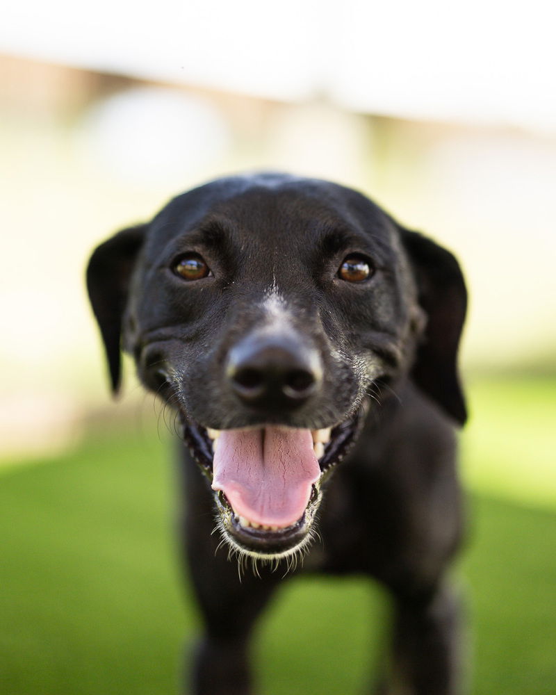 adoptable Dog in Oakland, FL named Lilah