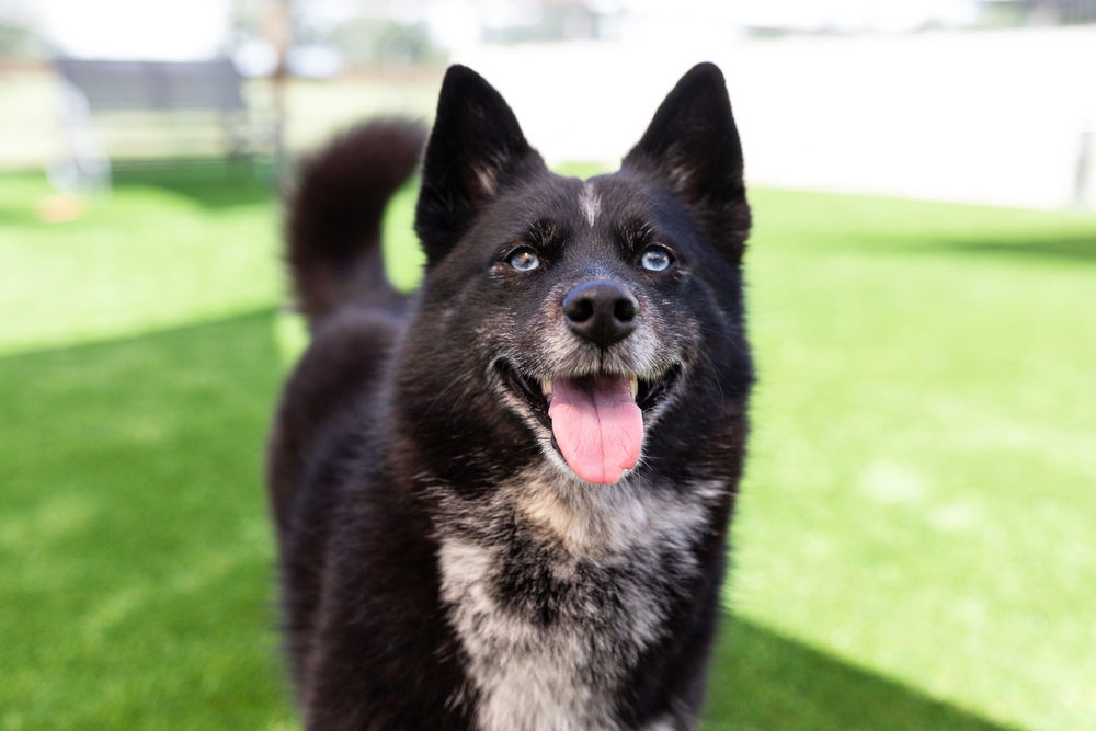 adoptable Dog in Oakland, FL named Zuri Ski