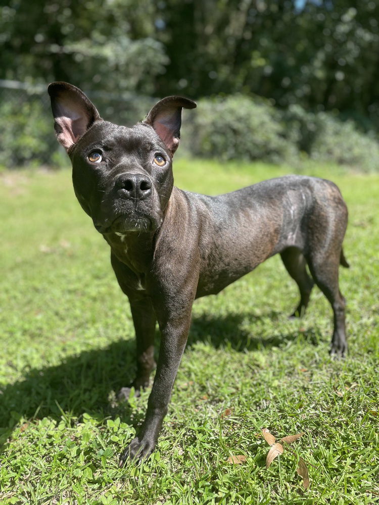 adoptable Dog in Oakland, FL named Shayla