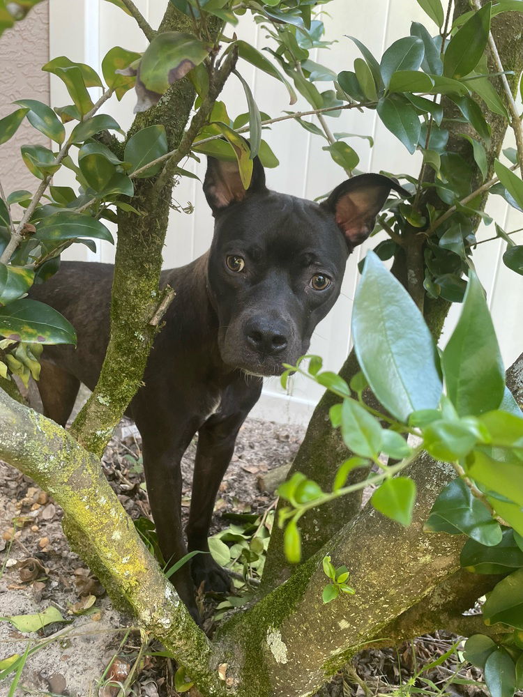 adoptable Dog in Oakland, FL named Shayla