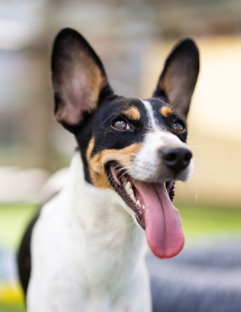 adoptable Dog in Oakland, FL named Ricky