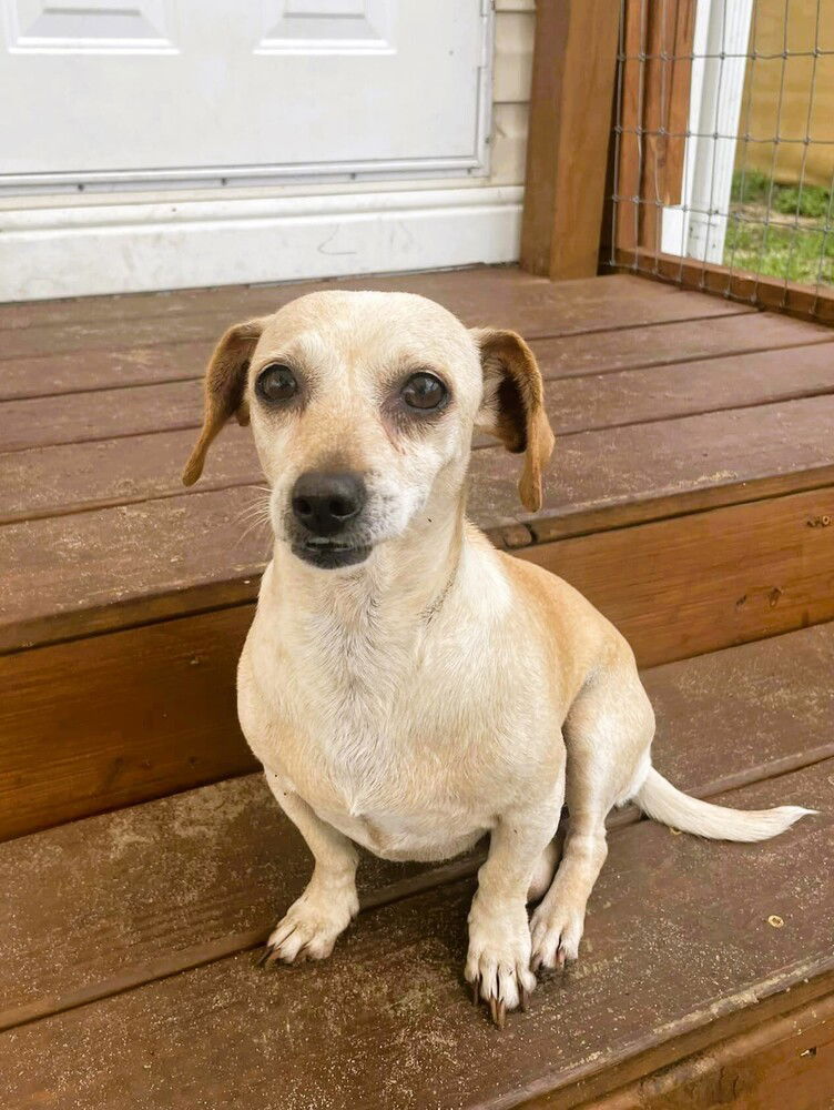 adoptable Dog in Oakland, FL named Lasagna