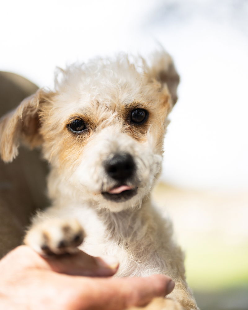 adoptable Dog in Oakland, FL named Hollywood