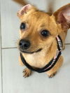 adoptable Dog in , FL named Alvin