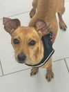 adoptable Dog in , FL named Simeon