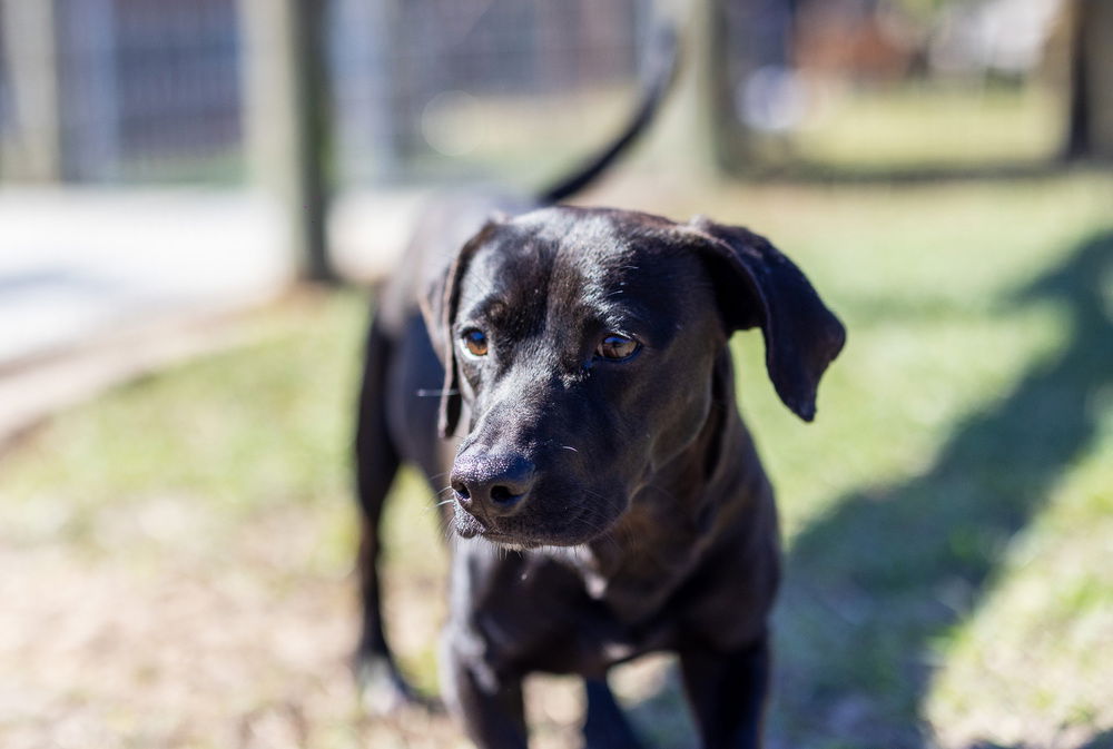 adoptable Dog in Oakland, FL named He-Man