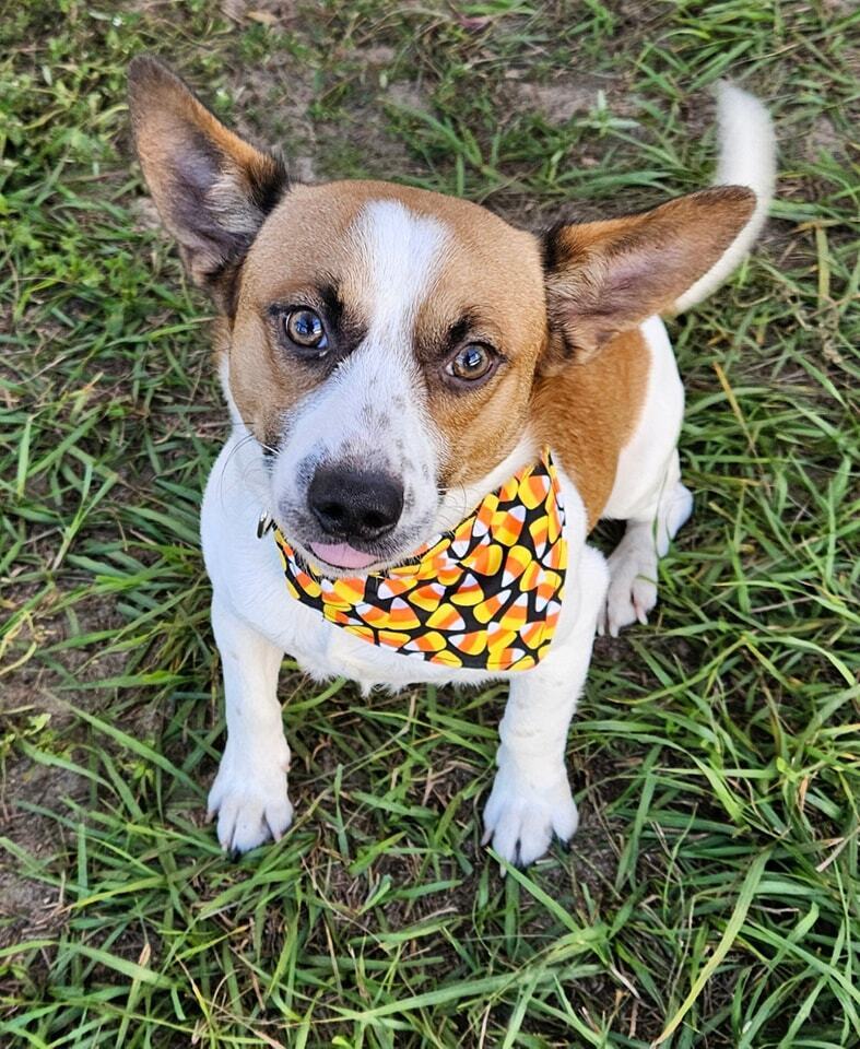 adoptable Dog in Oakland, FL named Goblin