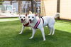 adoptable Dog in  named Grace - Bonded with Will
