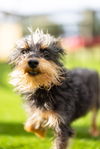 adoptable Dog in Oakland, FL named Kerfuffle