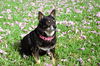 adoptable Dog in Oakland, FL named Kennedy