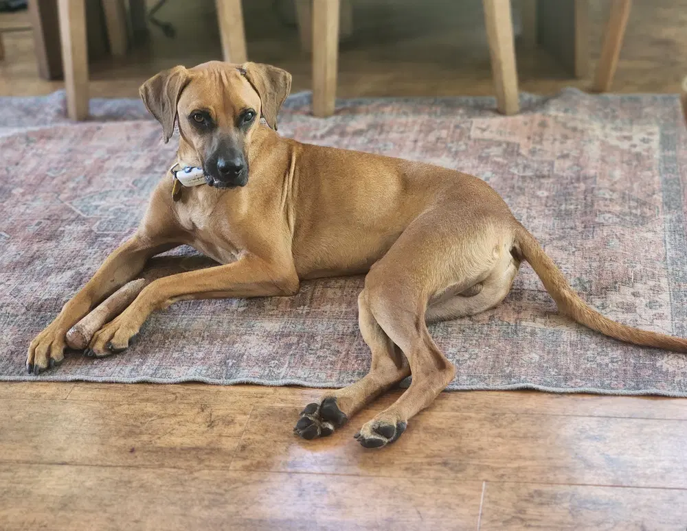 Devin - Hound