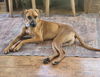 adoptable Dog in  named Devin