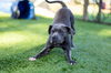adoptable Dog in  named Contessa