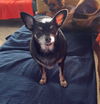 adoptable Dog in oakland, FL named Willow