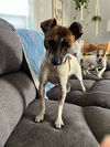 adoptable Dog in  named Lloyd