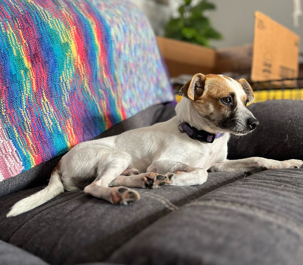 adoptable Dog in Oakland, FL named Andy