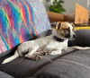 adoptable Dog in  named Andy