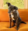 adoptable Dog in Oakland, FL named Canuck