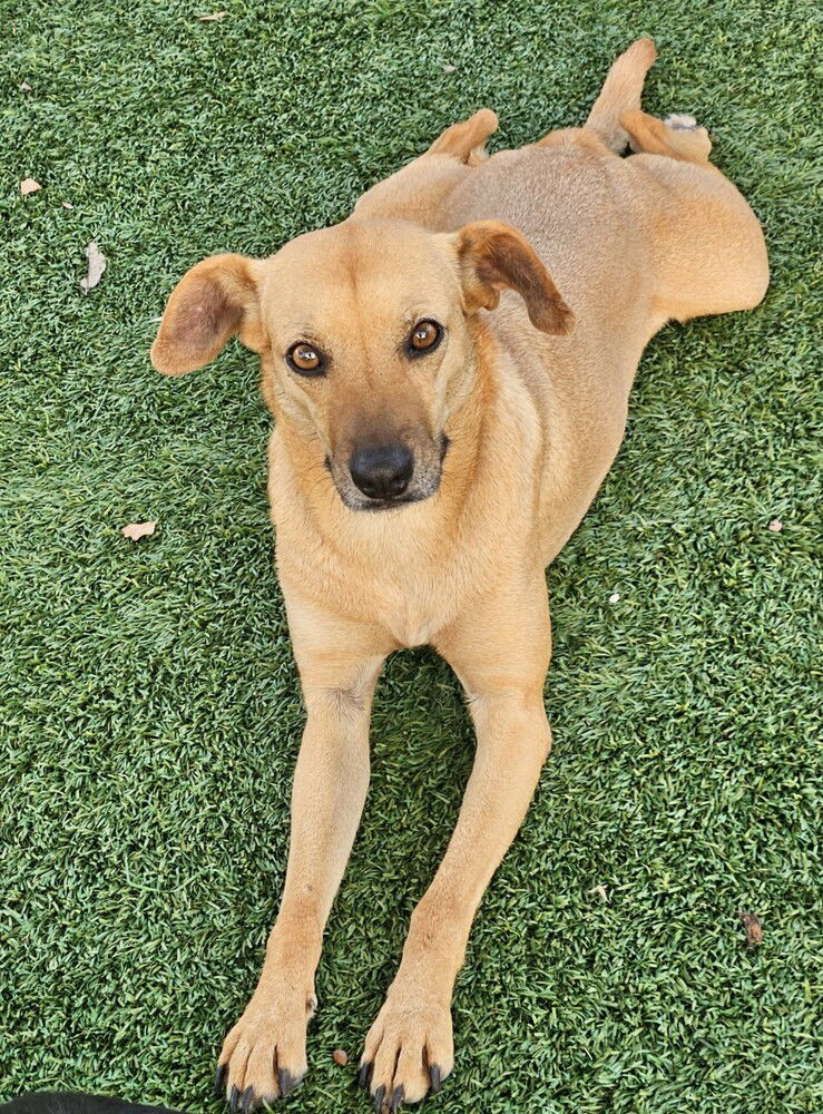 adoptable Dog in Oakland, FL named Steph