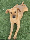 adoptable Dog in  named Steph
