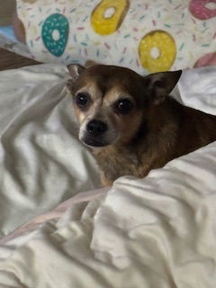 adoptable Dog in Oakland, FL named Principe
