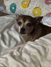 adoptable Dog in  named Principe