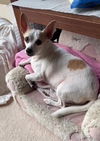 adoptable Dog in oakland, FL named Versace