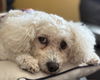 adoptable Dog in oakland, FL named Mena - Bonded with Phyl