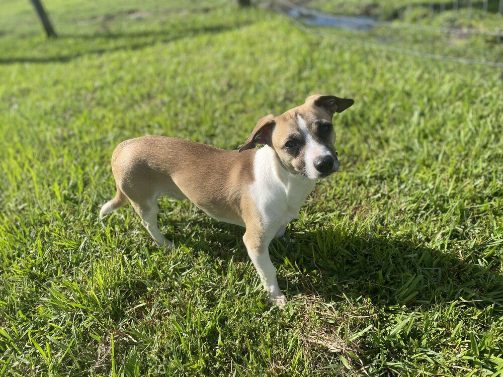 adoptable Dog in Oakland, FL named Chasez