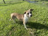 adoptable Dog in  named Chasez