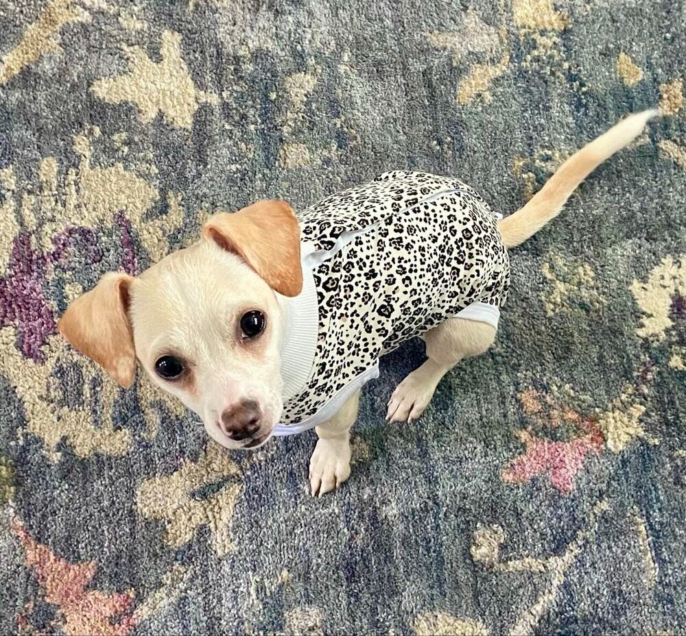 adoptable Dog in Oakland, FL named Bass