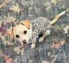 adoptable Dog in  named Bass