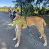 adoptable Dog in  named Barley