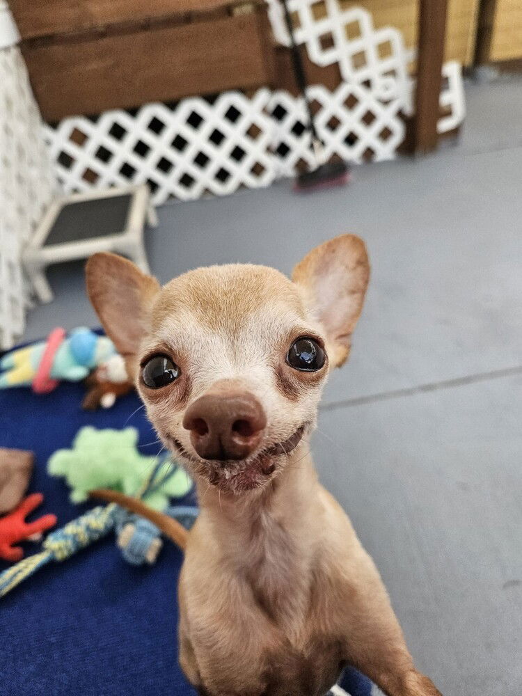 adoptable Dog in Oakland, FL named Plucky