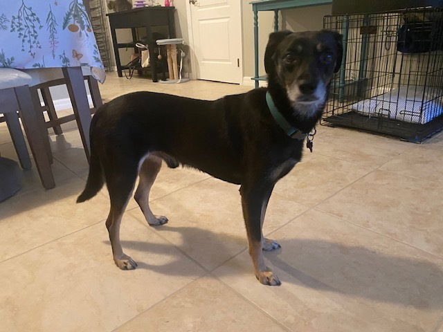 adoptable Dog in Oakland, FL named Quinn