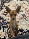 adoptable Dog in  named Quacamole