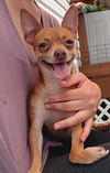 adoptable Dog in  named Flynn